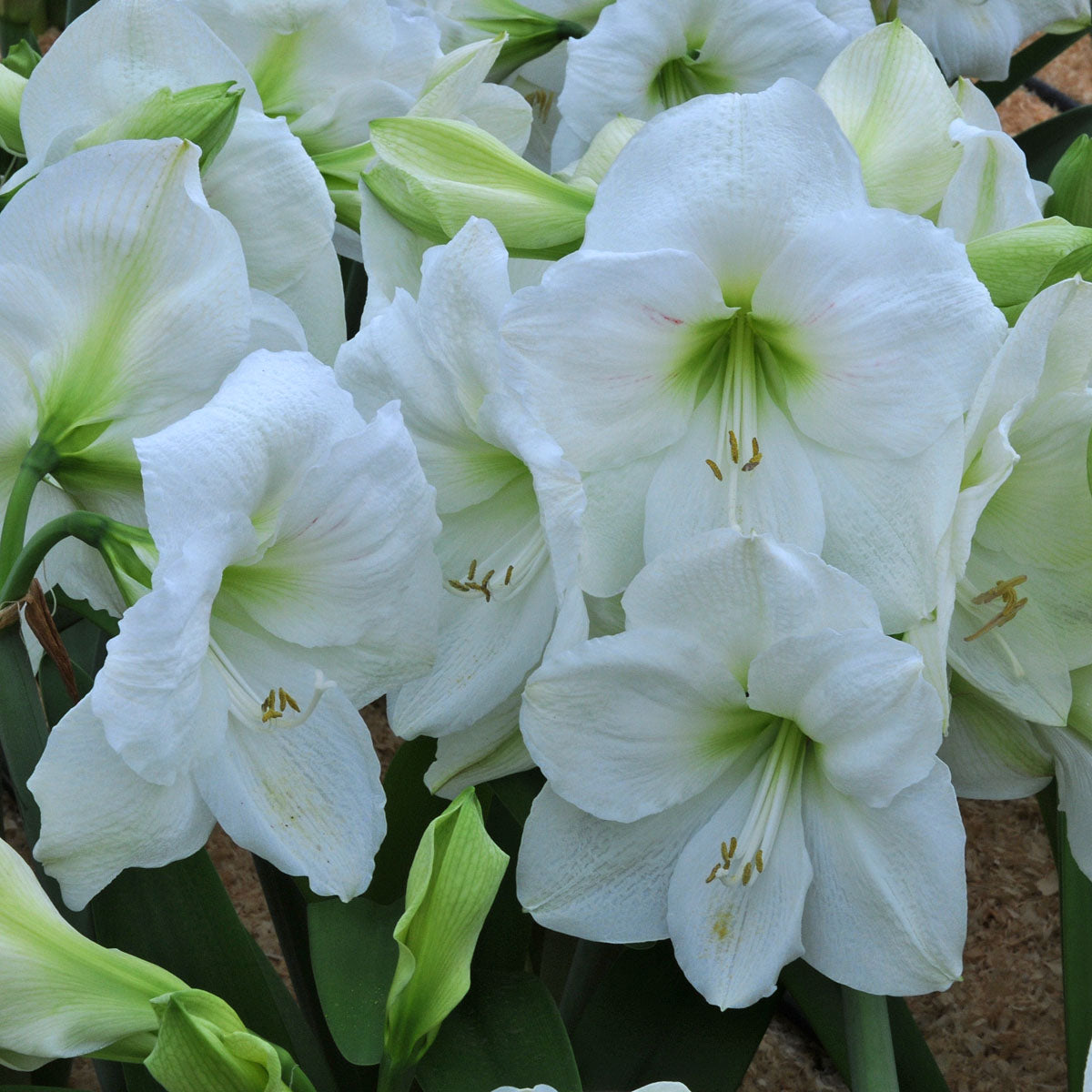 Amaryllis Moscow