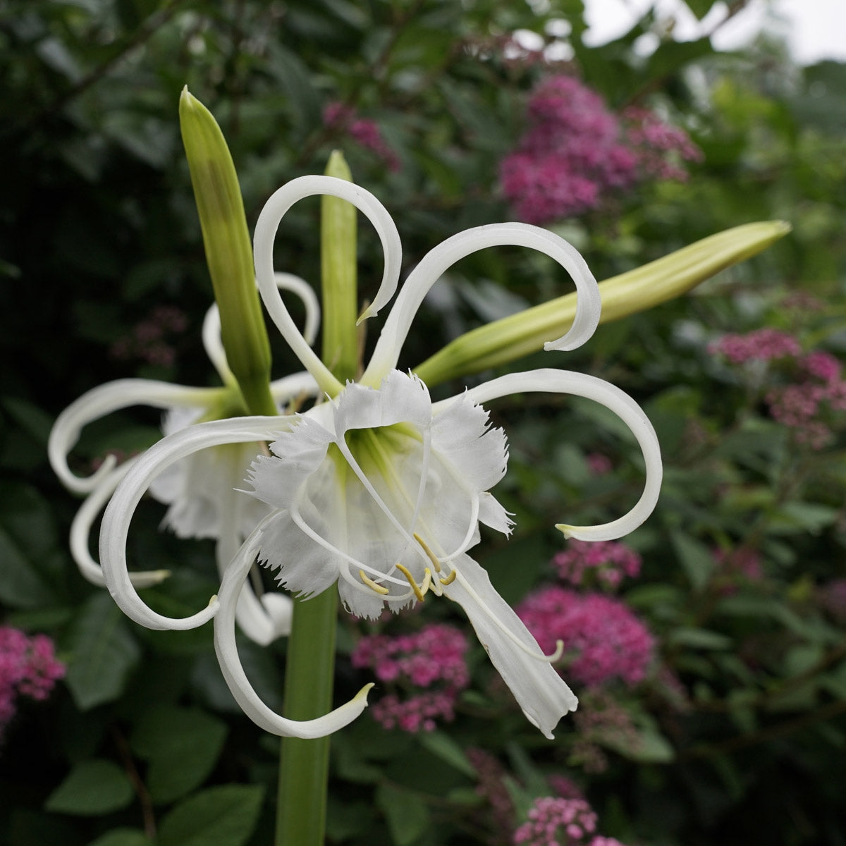 Hymenocallis festalis Zwanenburg