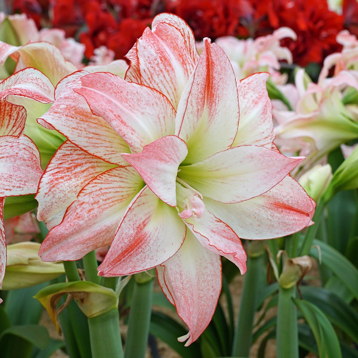 Amaryllis Aphrodite