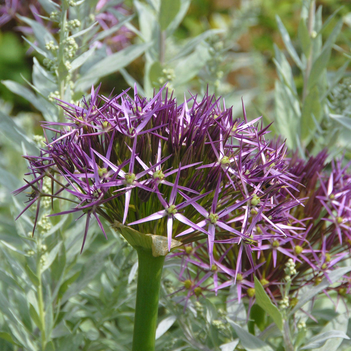 Allium christophii