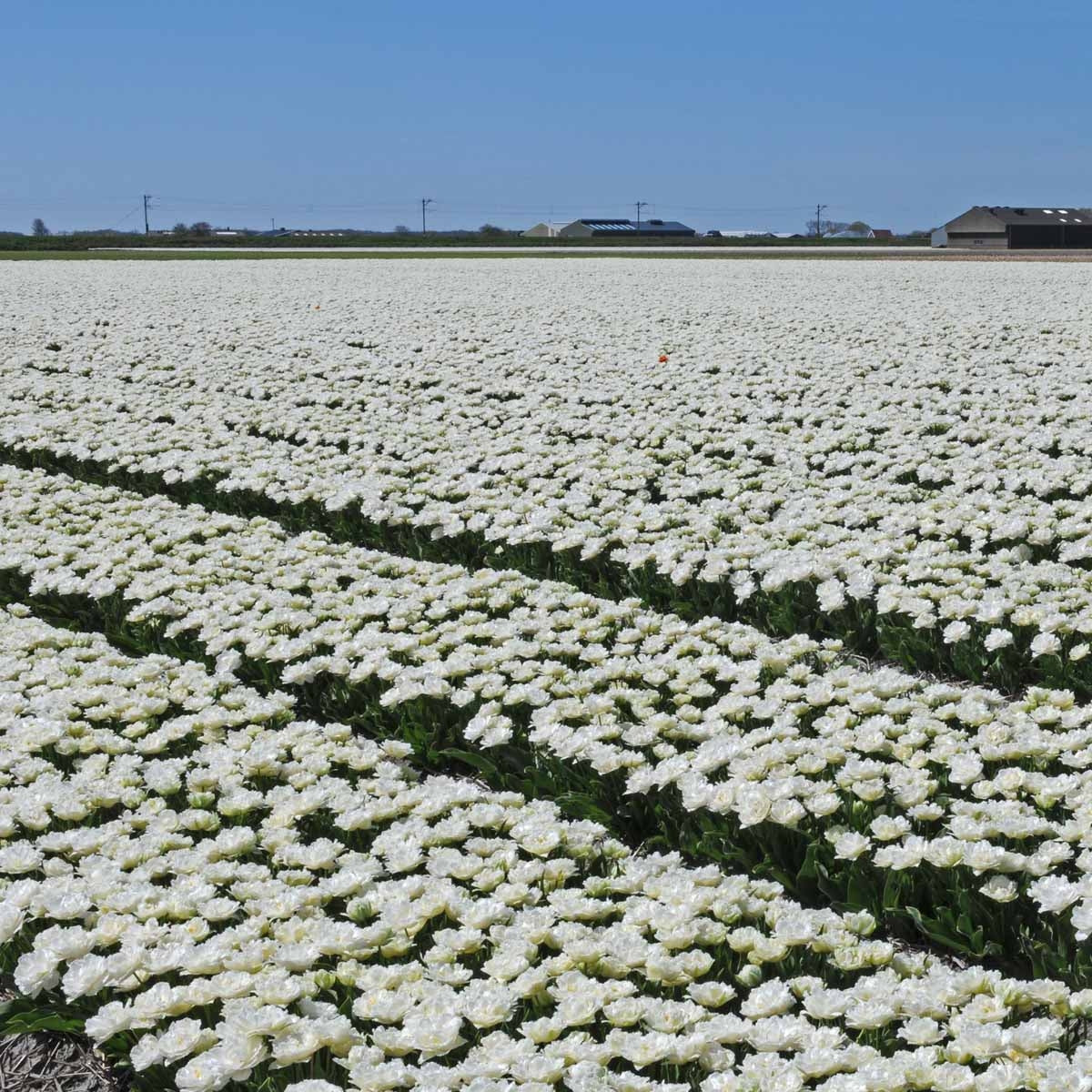 Tulip Snow Crystal (Tulipa) | Koop Tulpenbollen online bij Fluwel