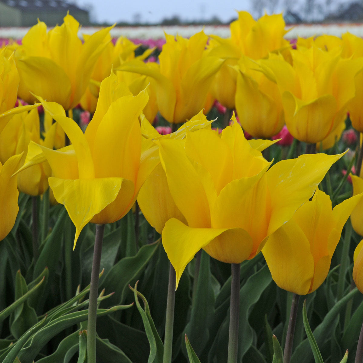 Tulipa La Perla