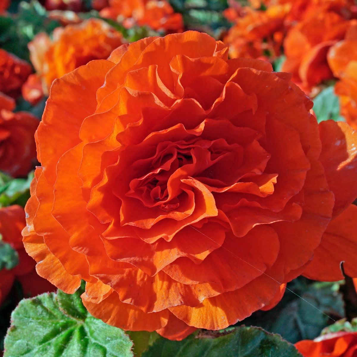 Begonie Ruffled Orange