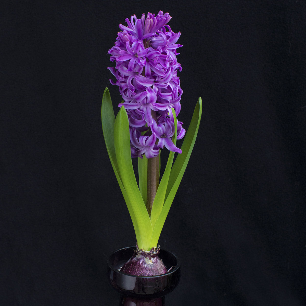 Hyacinthus Purple Sensation