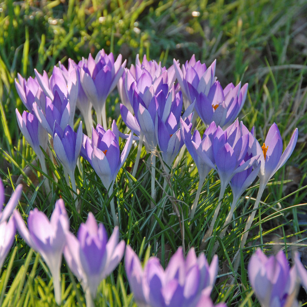 Crocus tommasinianus