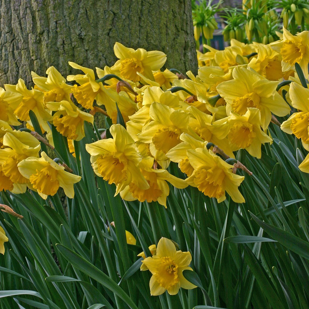 Carlton - Narcissus - Fluwel