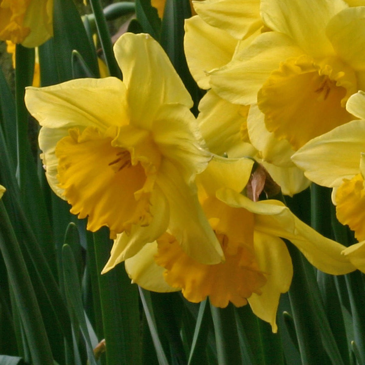 Carlton - Narcissus - Fluwel
