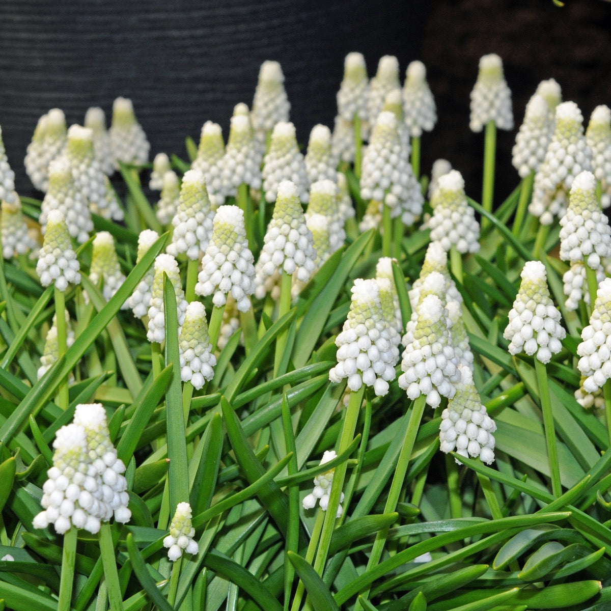 Muscari Siberian Tiger