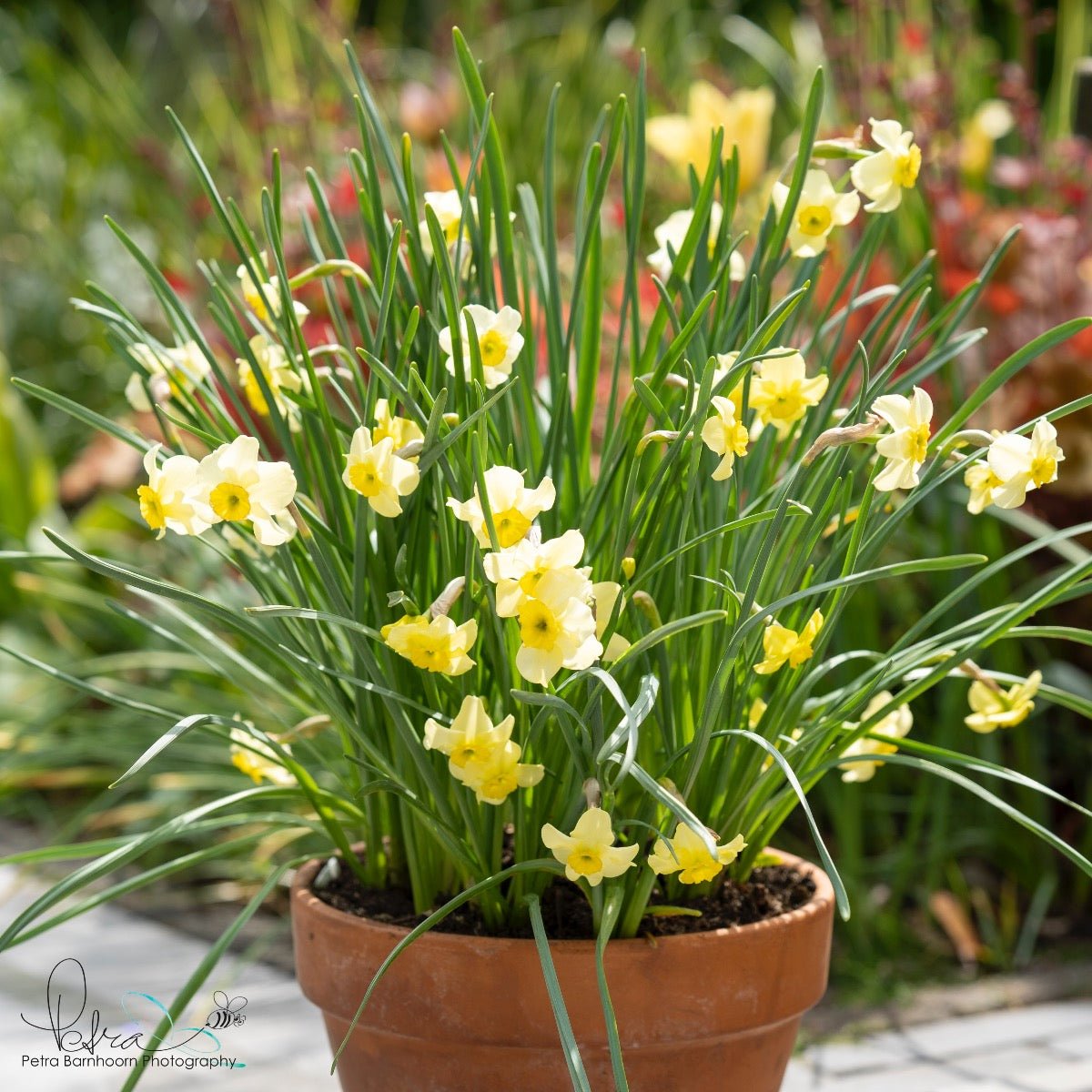 Clare - Special Narcissus - Fluwel