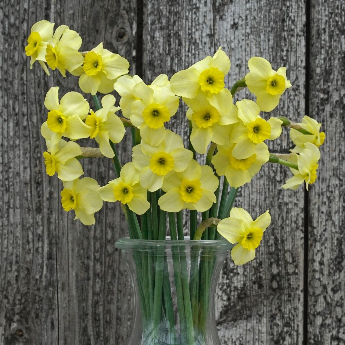 Clare - Special Narcissus - Fluwel