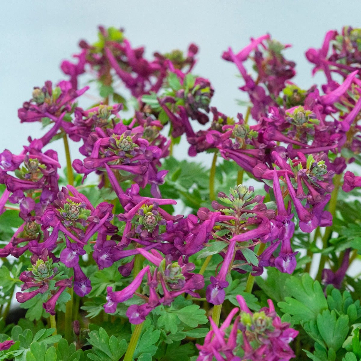 Corydalis solida Purple Bird - paarse corydalis - Fluwel