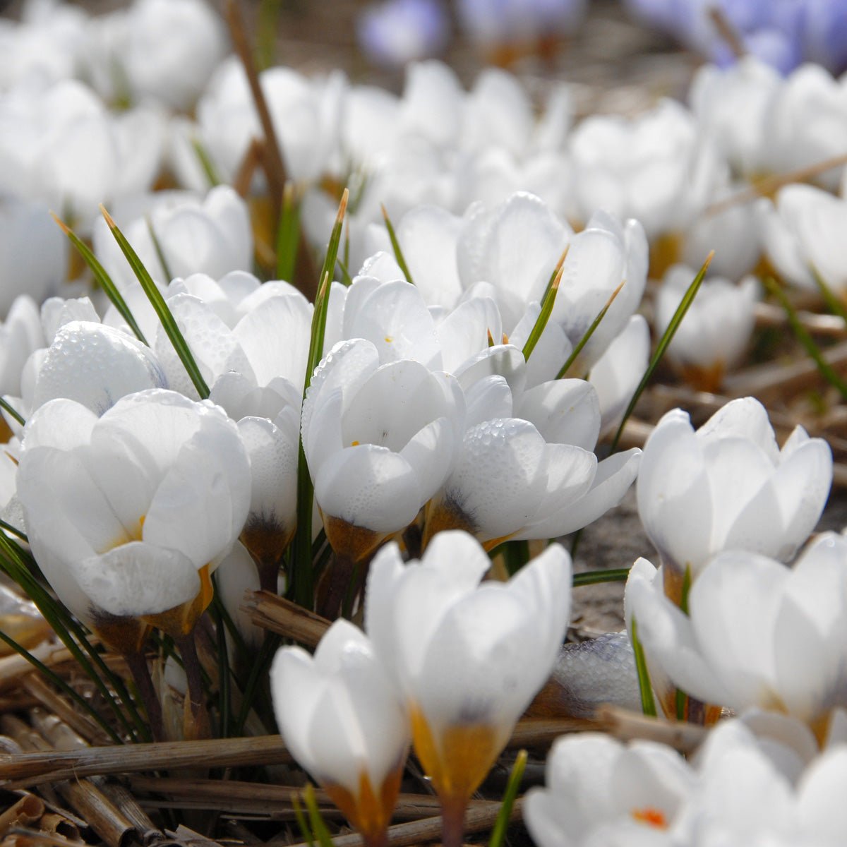 Crocus chrysanthus Ard Schenk - witte krokus - Fluwel