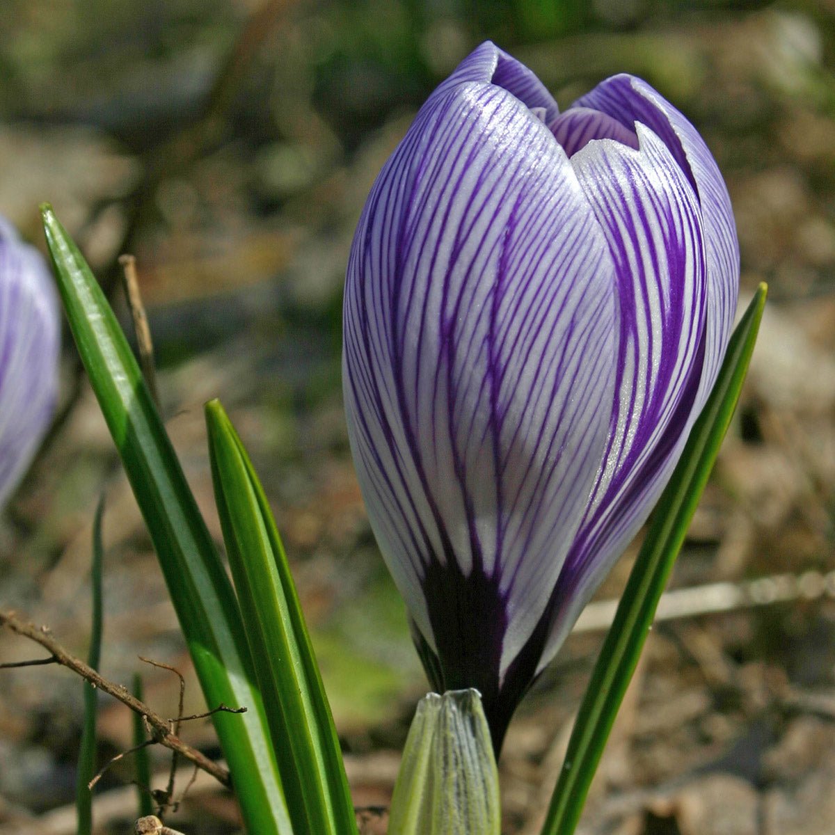 Crocus vernus Pickwick - Crocuses - Fluwel