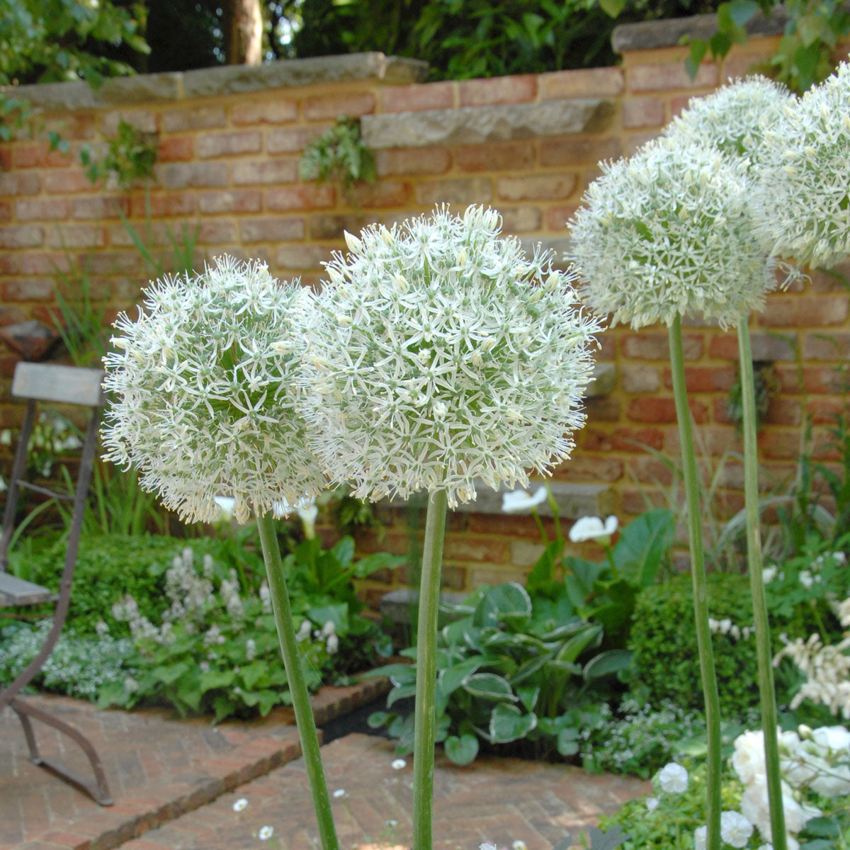 Allium Mount Everest