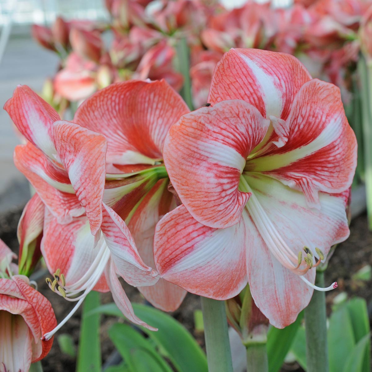 Amaryllis Strong King