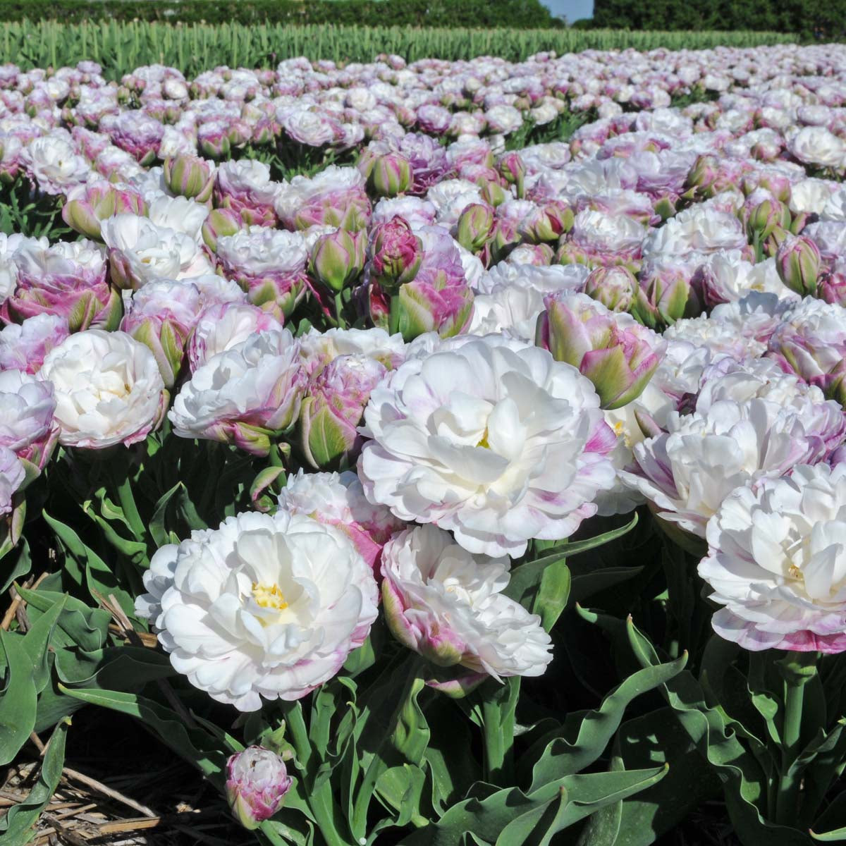 Tulipa Peggy Wonder