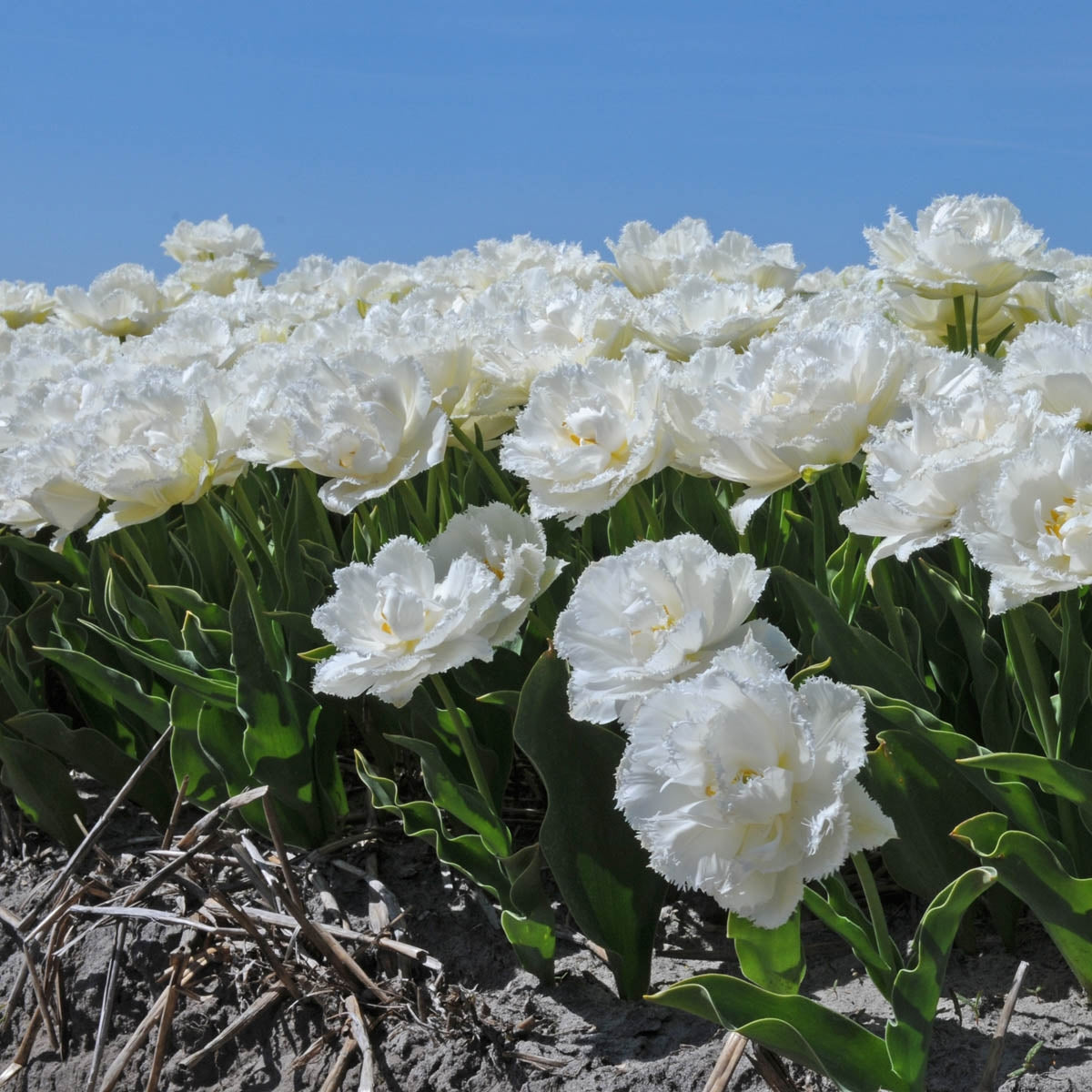 Tulip Snow Crystal (Tulipa) | Koop Tulpenbollen online bij Fluwel