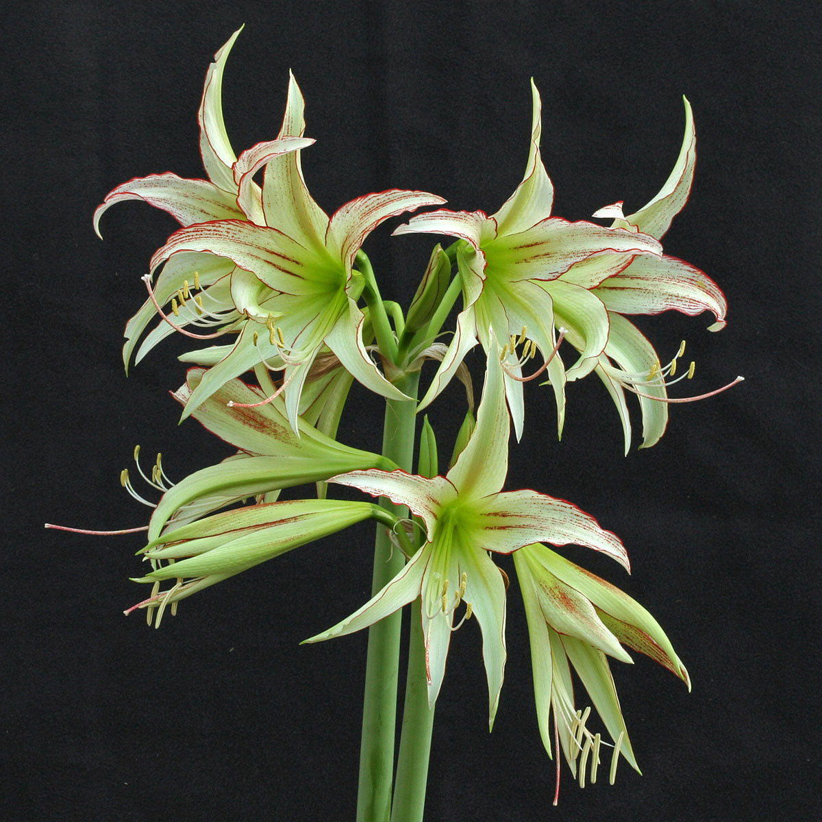 Amaryllis Emerald