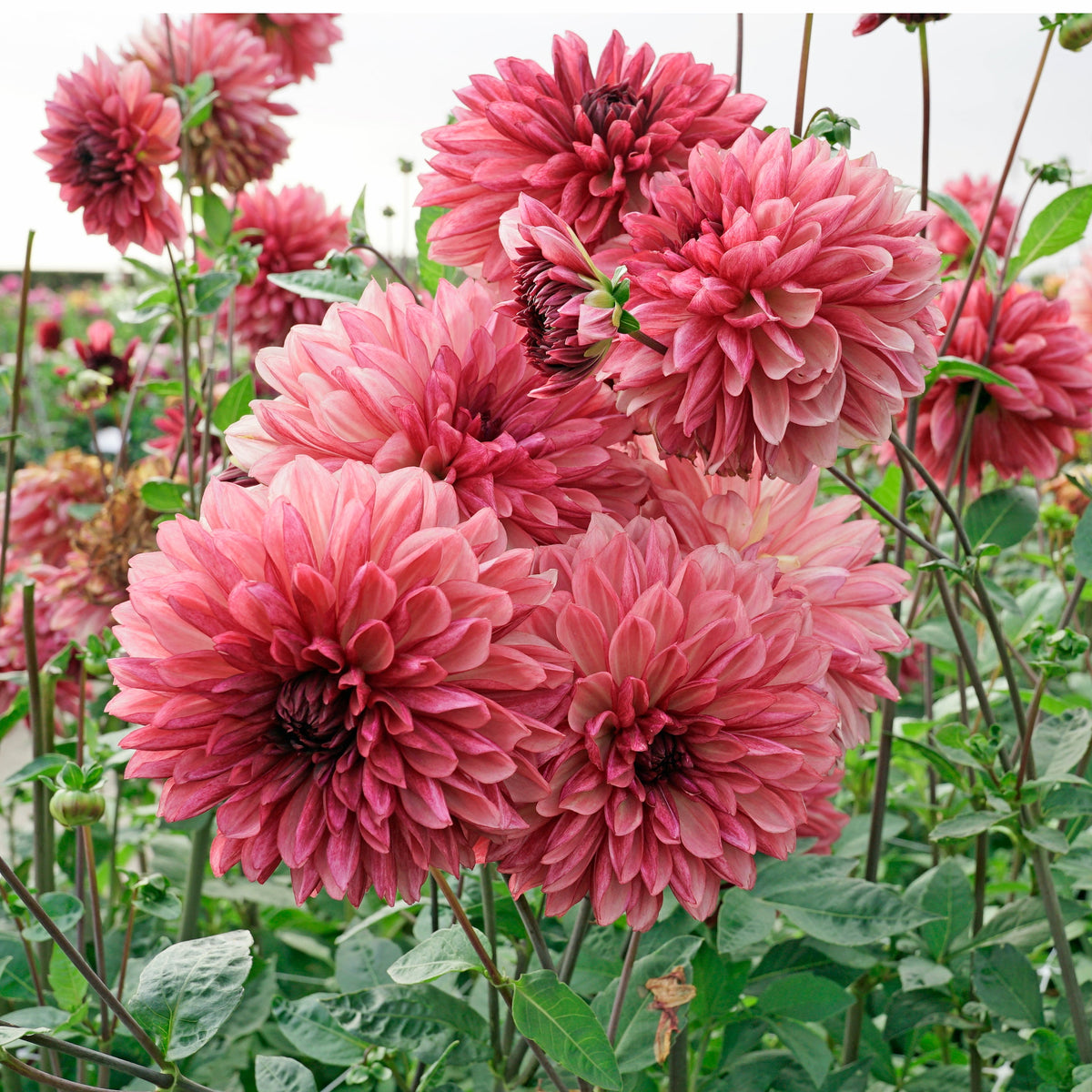 Dahlia Bacardi - Dahlias - Fluwel