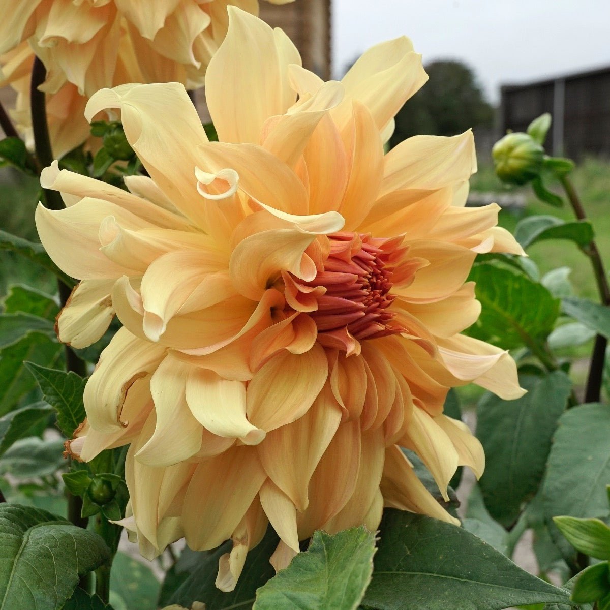 Dahlia Big Brother - Dahlias - Fluwel