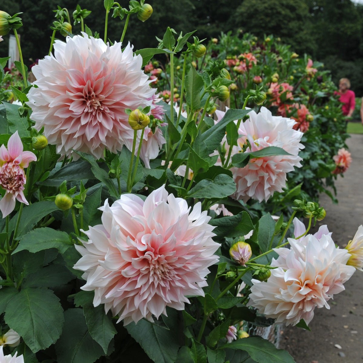 Dahlia Café au Lait - Dahlias - Fluwel