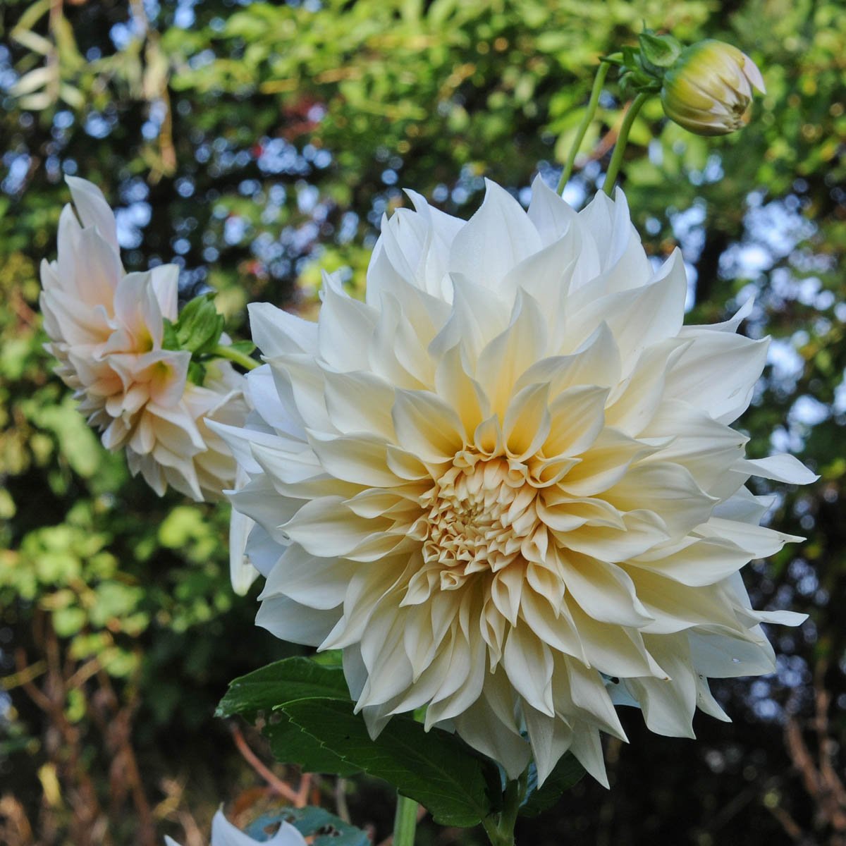 Dahlia Café au Lait - Dahlias - Fluwel