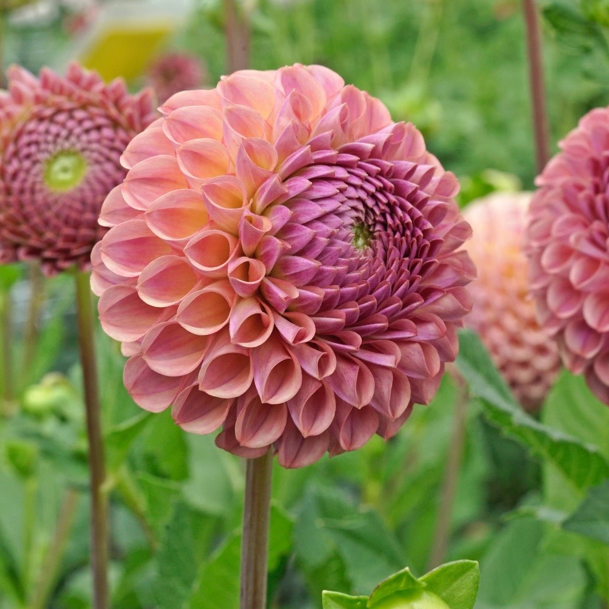 Dahlia Caitlin's Joy - Dahlias - Fluwel