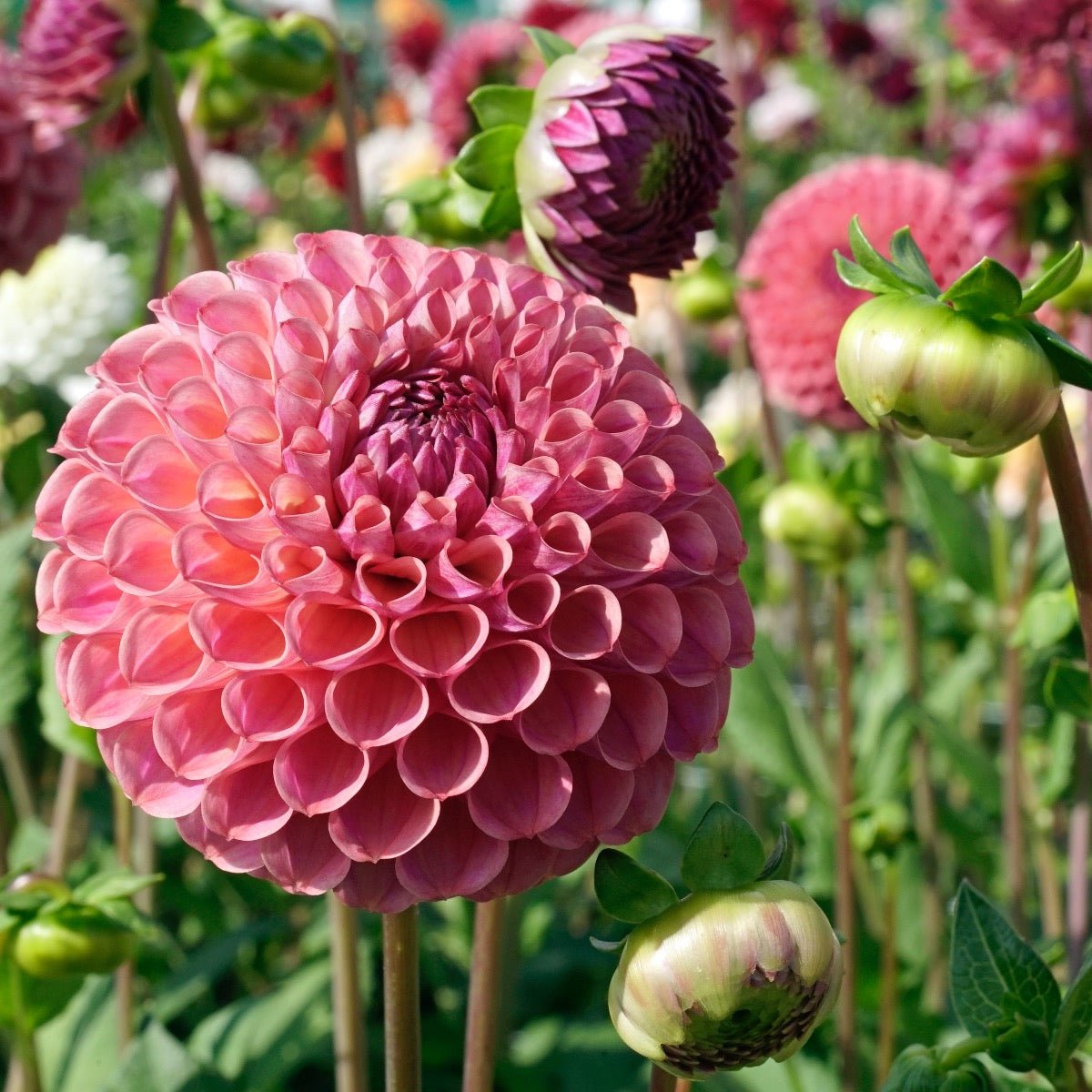 Dahlia Caitlin's Joy - Dahlias - Fluwel