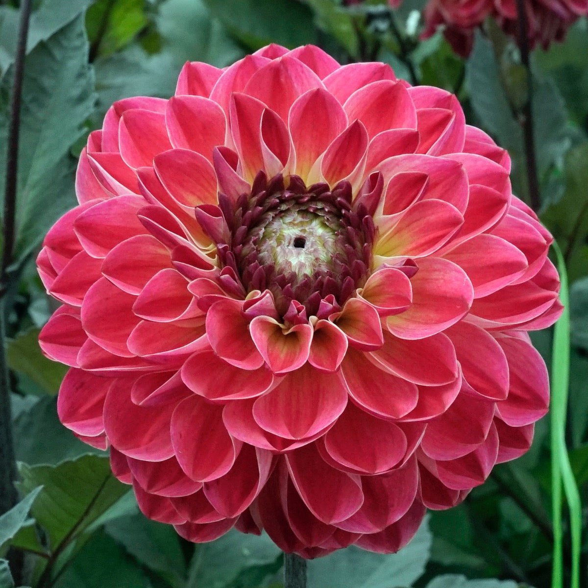 Dahlia Dancing Don - Dahlias - Fluwel