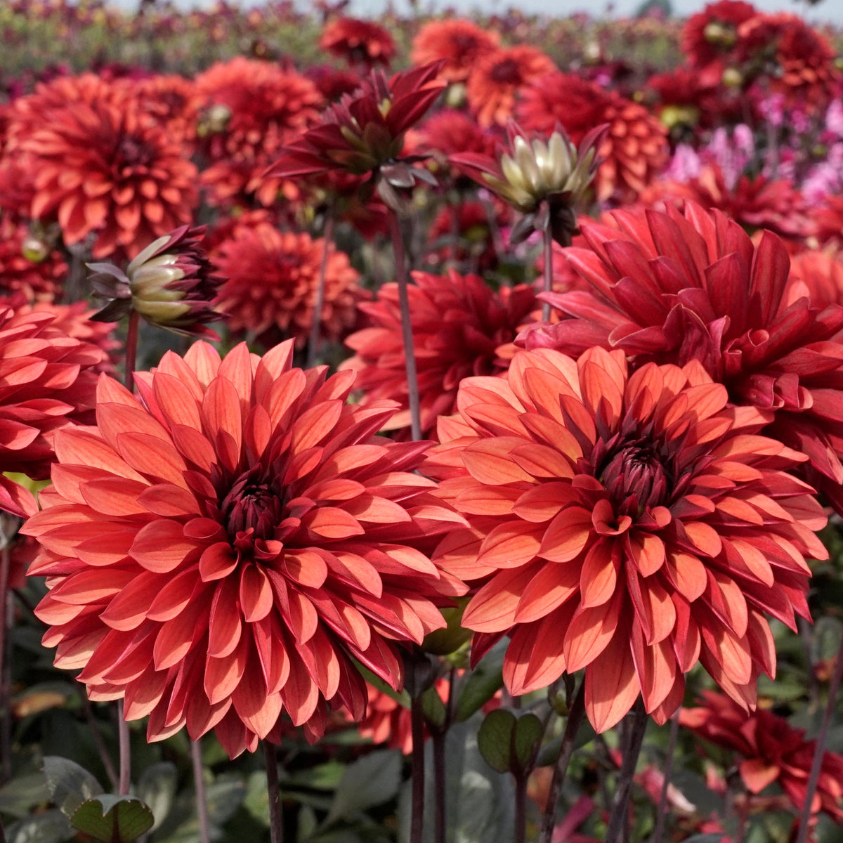 Dahlia Danique - Dahlias - Fluwel