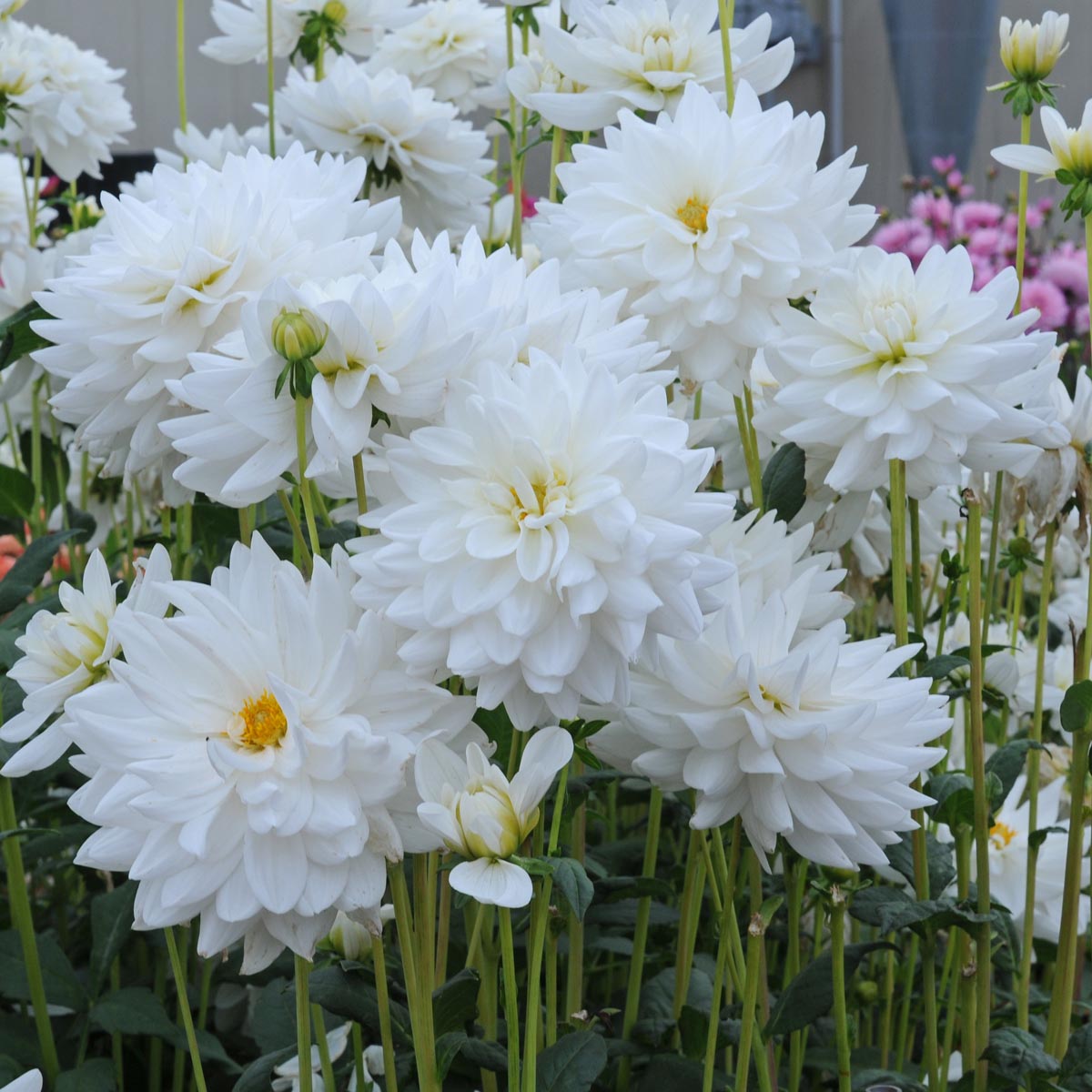Dahlia Eternal Snow - Dahlias - Fluwel