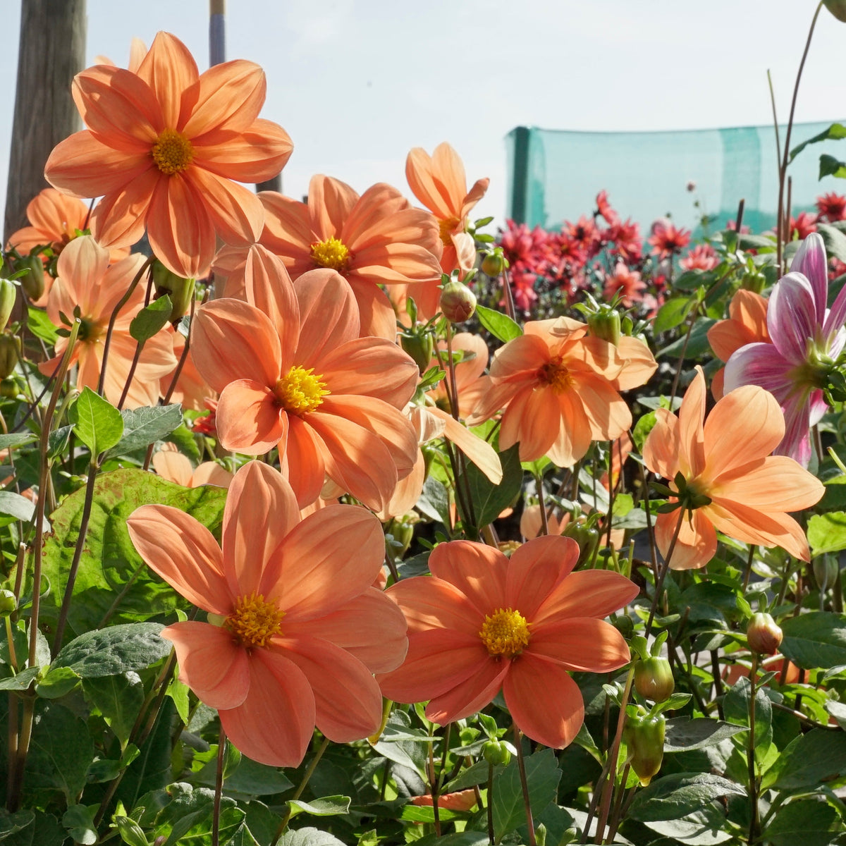 Dahlia G.F. Hemerik - Dahlias - Fluwel