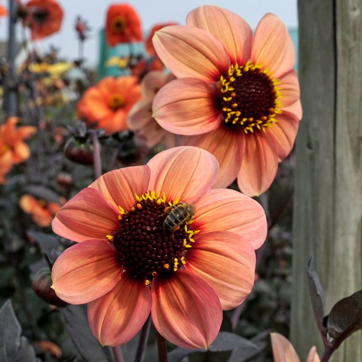 Dahlia Happy Single Kiss - Dahlias - Fluwel