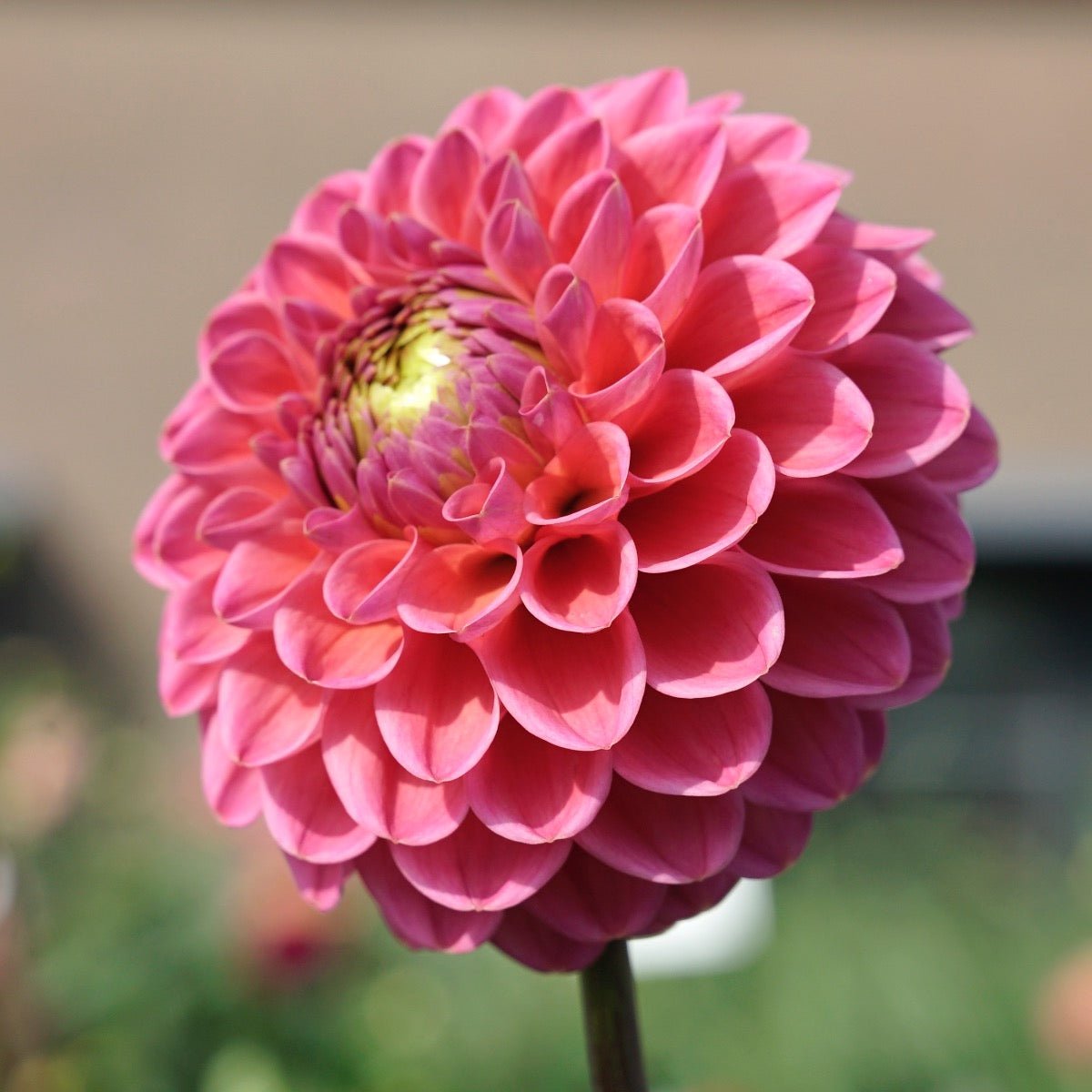 Dahlia Jowey Frambo - Dahlias - Fluwel