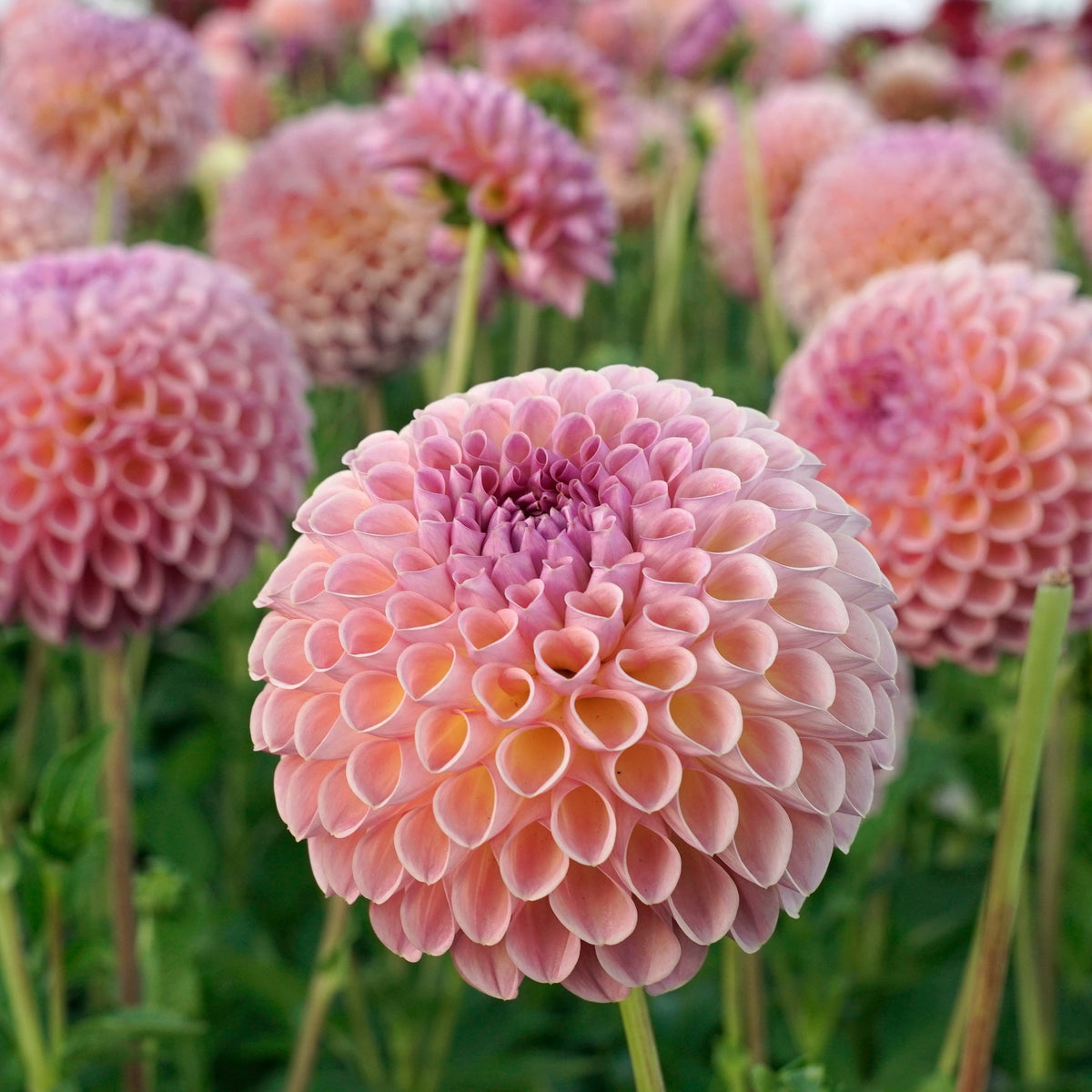 Dahlia Jowey Winnie - Dahlias - Fluwel