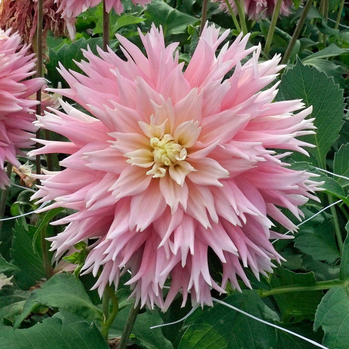 Dahlia Just Married - Dahlias - Fluwel