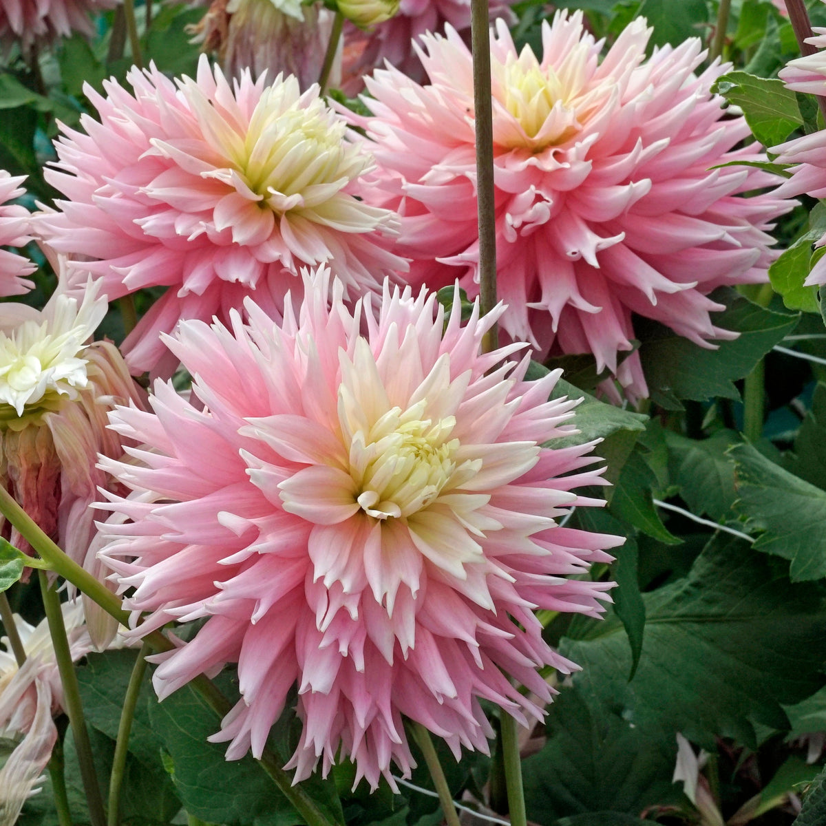Dahlia Just Married - Dahlias - Fluwel