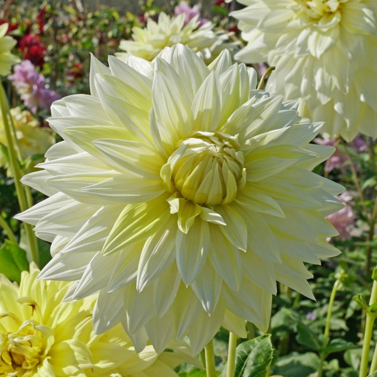 Dahlia La Luna - Dahlias - Fluwel