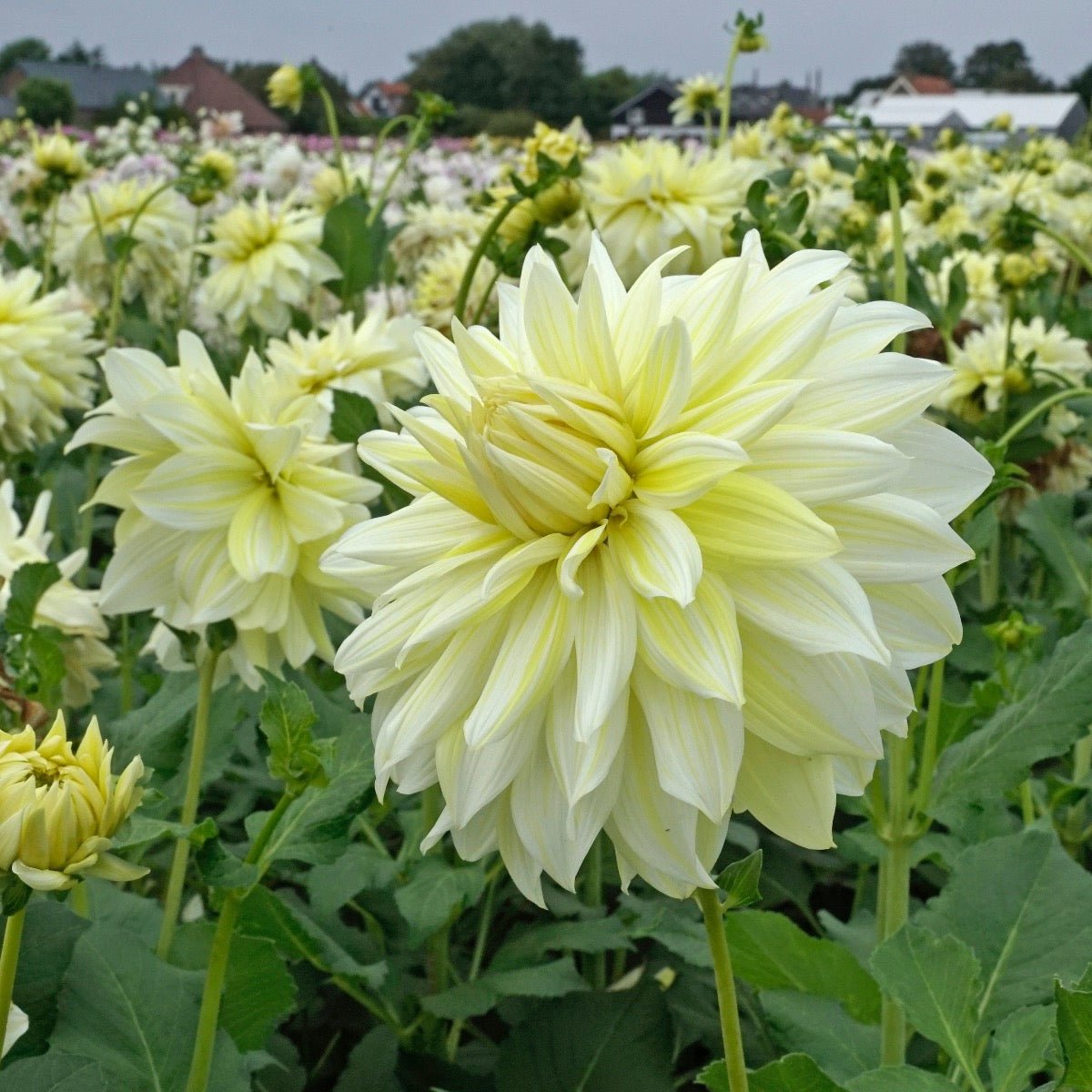 Dahlia La Luna - Dahlias - Fluwel