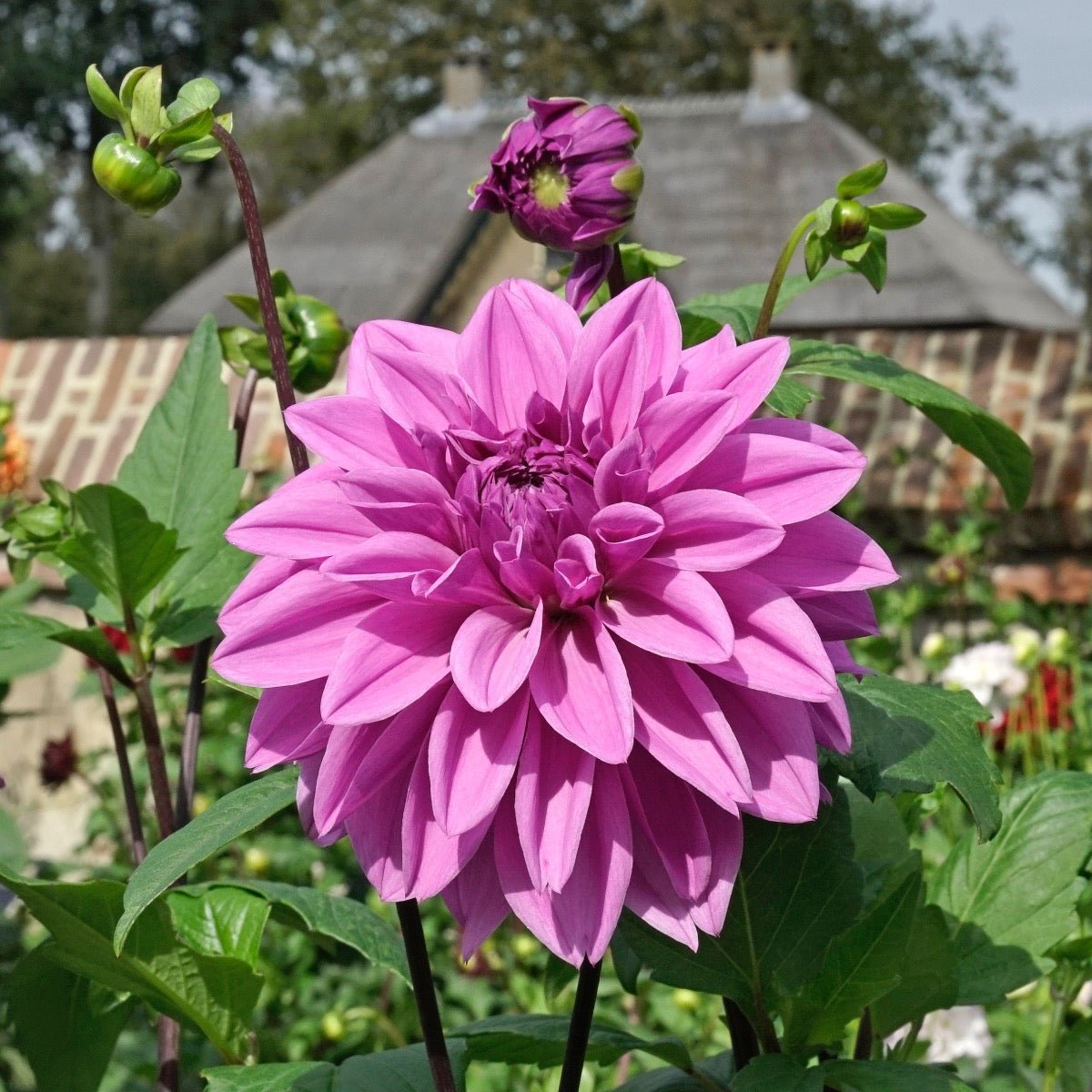 Dahlia Lilac Time - Dahlias - Fluwel
