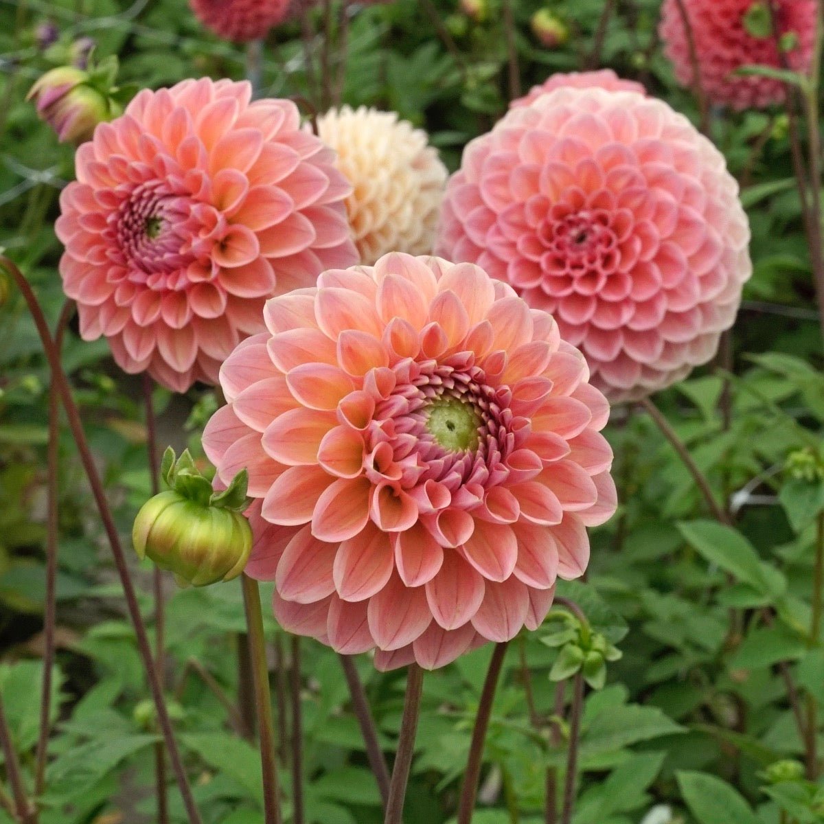 Dahlia Linda's Baby - Dahlias - Fluwel