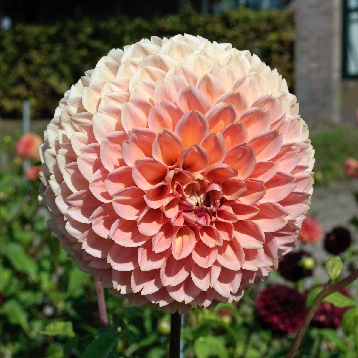 Dahlia Linda's Baby - Dahlias - Fluwel