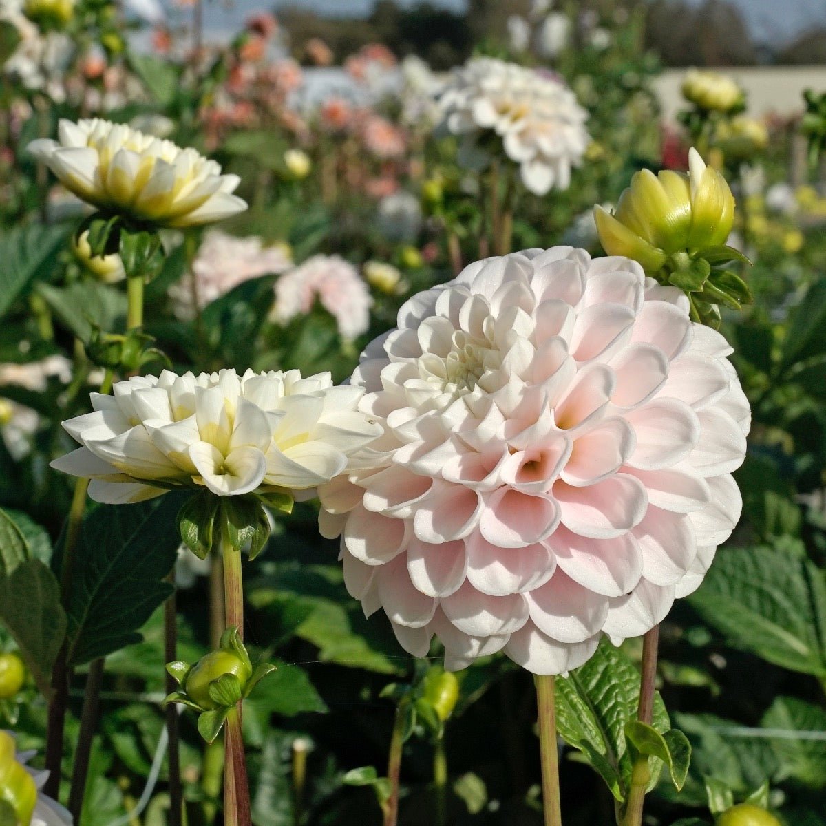 dahlien im blumenkasten Dahlia 'Wizard Light' Knollen kaufen