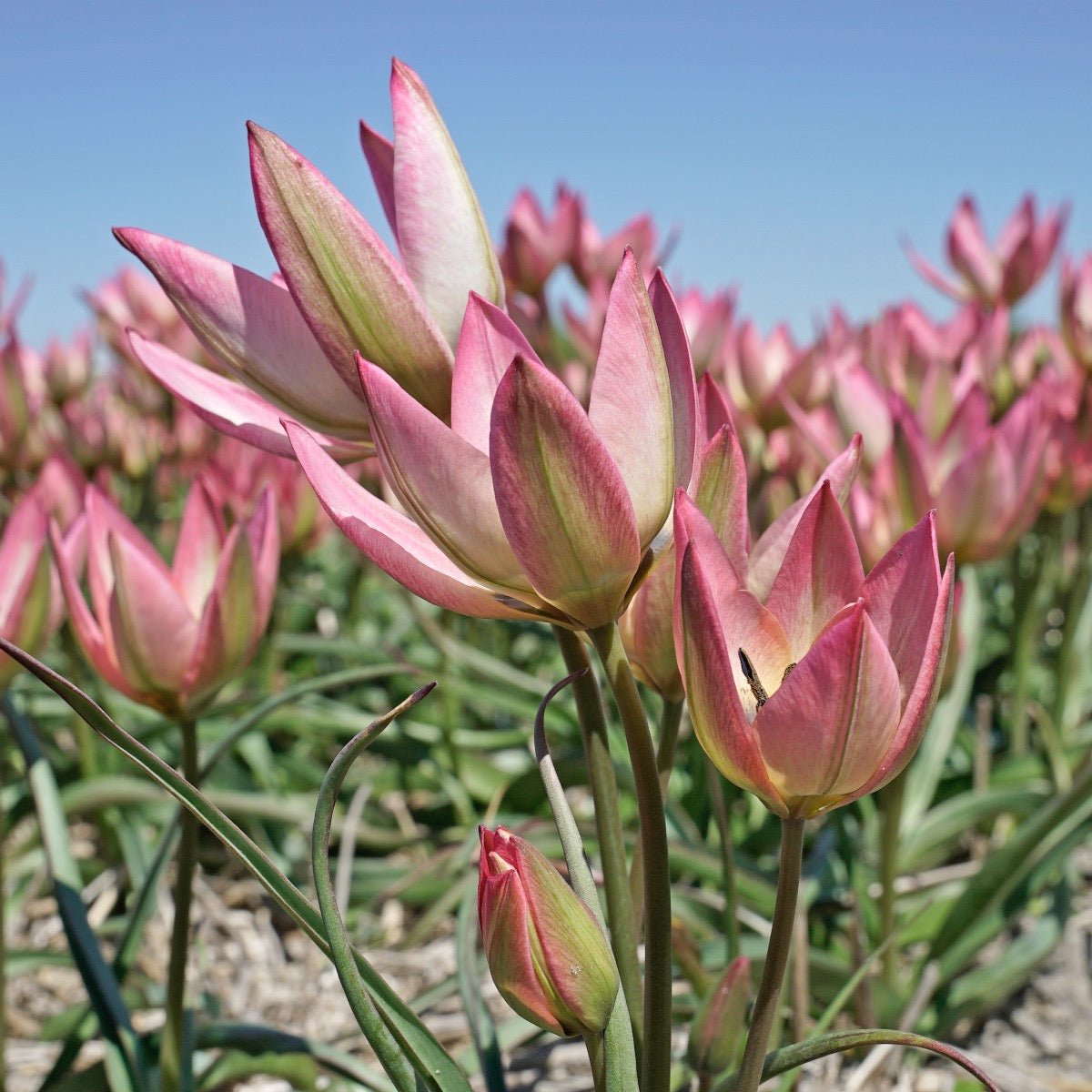 Danique - Tulips - Fluwel