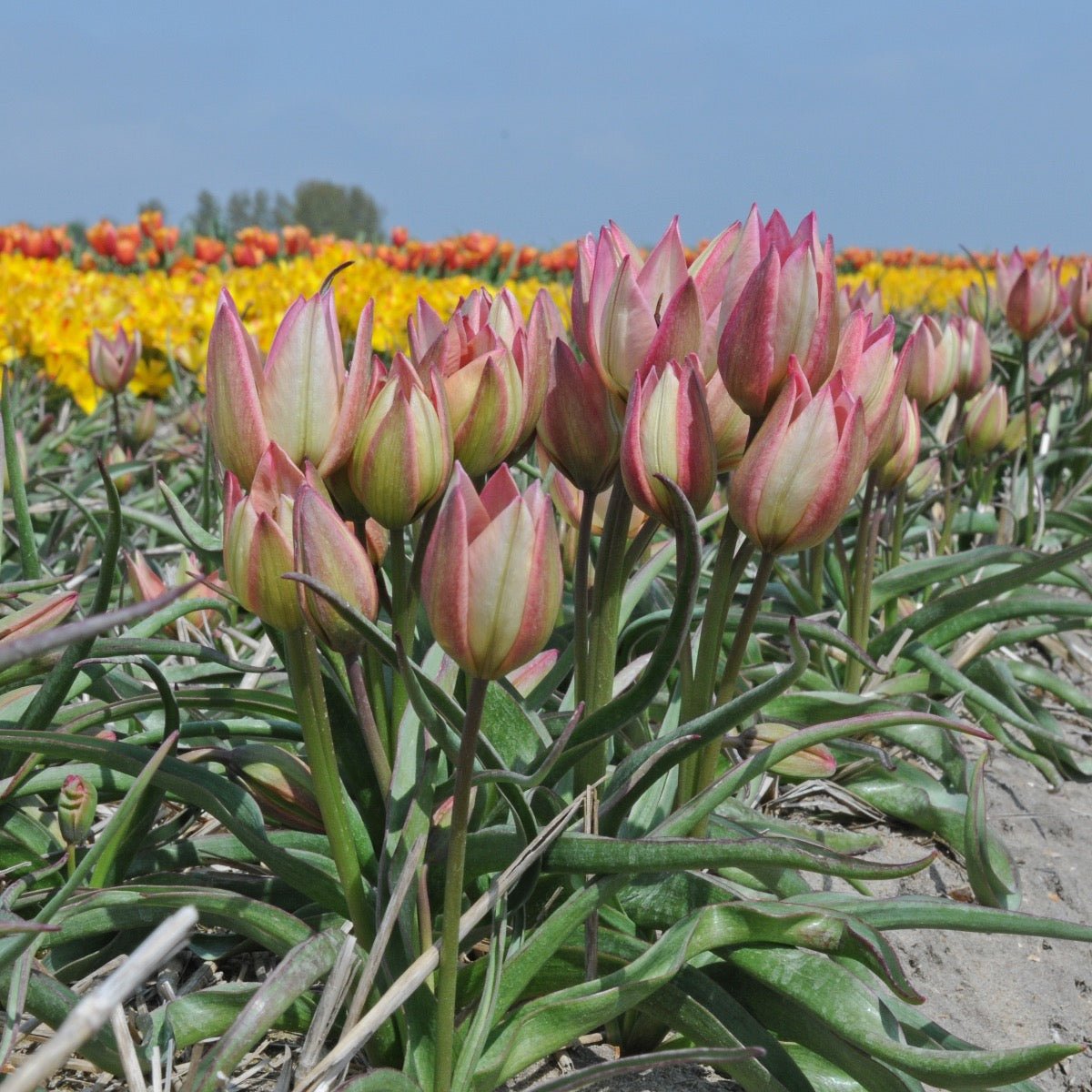 Danique - Tulips - Fluwel