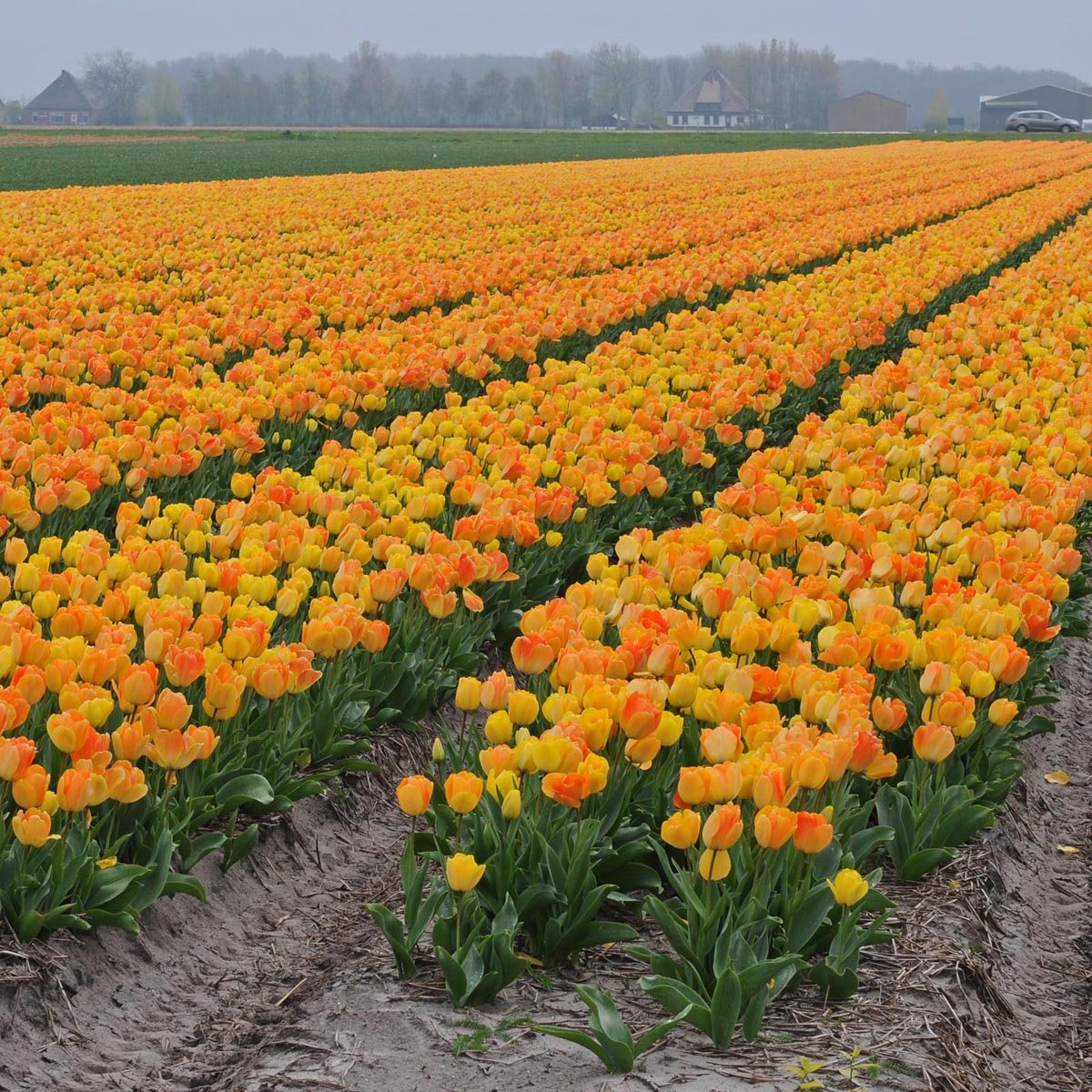 Daydream - Tulips - Fluwel