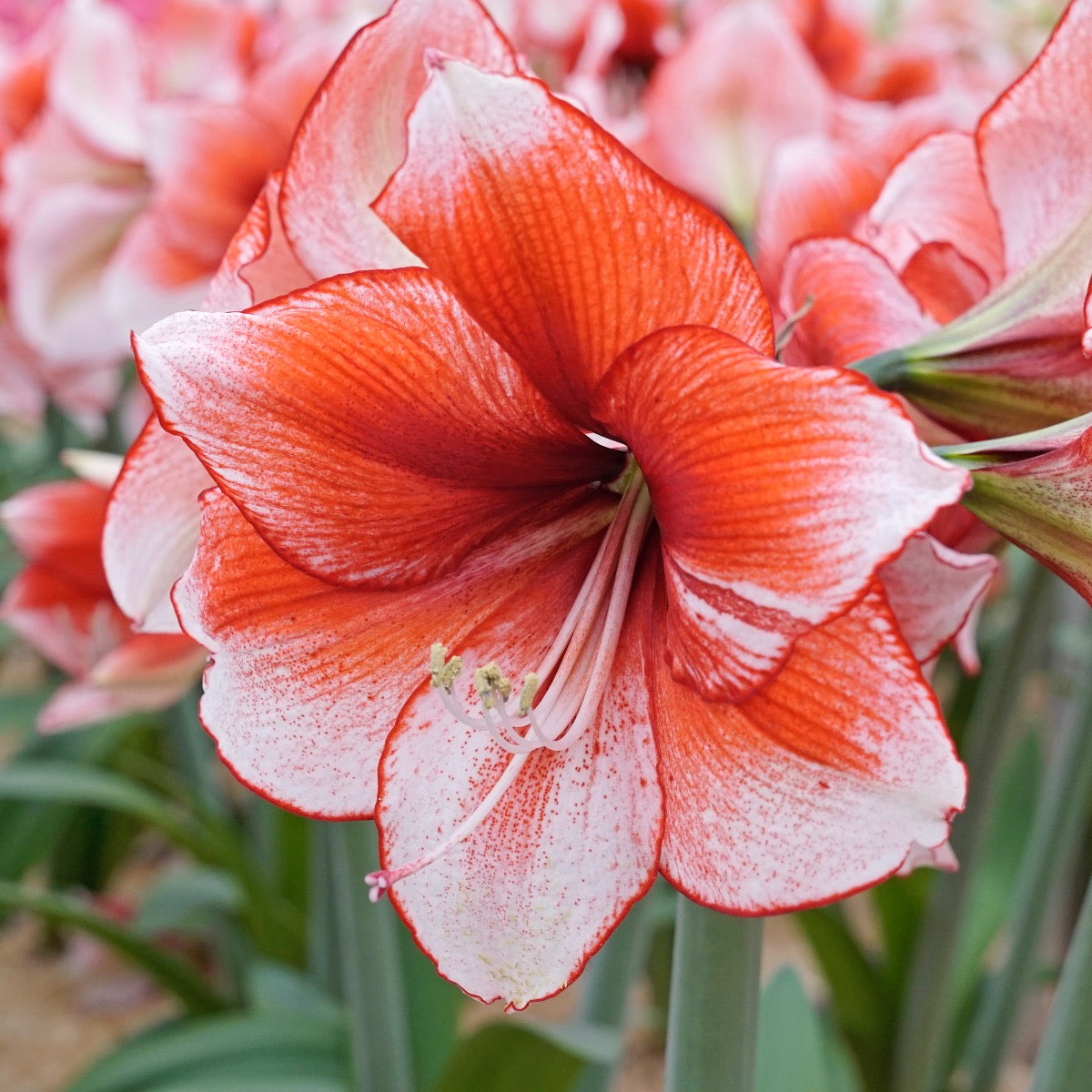 Amaryllis Stardust