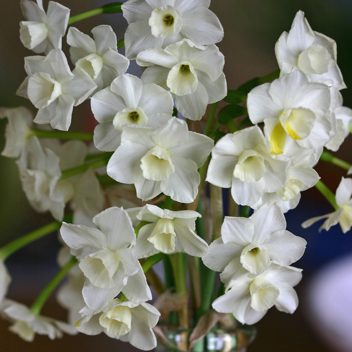 Desert Bells - Narcissus - Fluwel