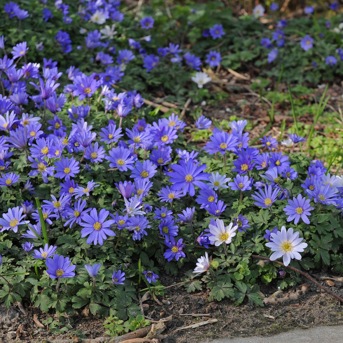 Anemone blanda Blue Shades