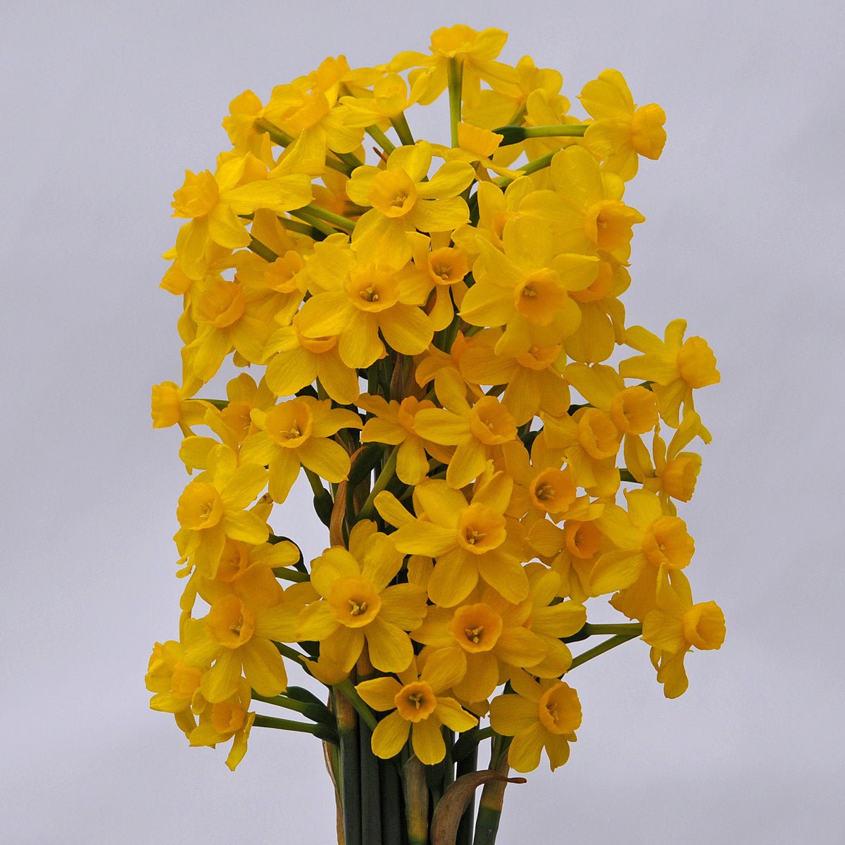 Diego - Narcissus - Fluwel